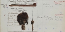 Add.9455vol2_p473 /2 Shrunken human head from the Achuar, Ecuador