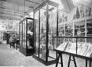 Pacific Room  (Plate IX, 'The Pitt-Rivers Museum, Farnham: General Handbook 1929)