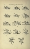 Balfour 'Evolution of Decorative Art' Plate I