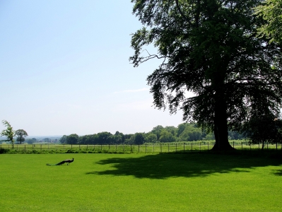 View of Larmer Gardens, May 2012 [Photo by H. Davison]